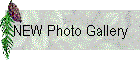 NEW Photo Gallery